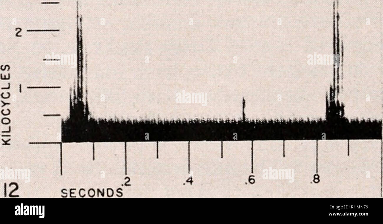 . The Biological bulletin. Biology; Zoology; Biology; Marine Biology. .4 SECONDS. FIGURE 11. Pharyngeal tooth stridulation of Hacmulon sciitnts in aquarium. FIGURE 12. Single thump-like sounds of Holocentrus ascensionis in cement tank.. Please note that these images are extracted from scanned page images that may have been digitally enhanced for readability - coloration and appearance of these illustrations may not perfectly resemble the original work.. Marine Biological Laboratory (Woods Hole, Mass. ); Marine Biological Laboratory (Woods Hole, Mass. ). Annual report 1907/08-1952; Lillie, Fran Stock Photo