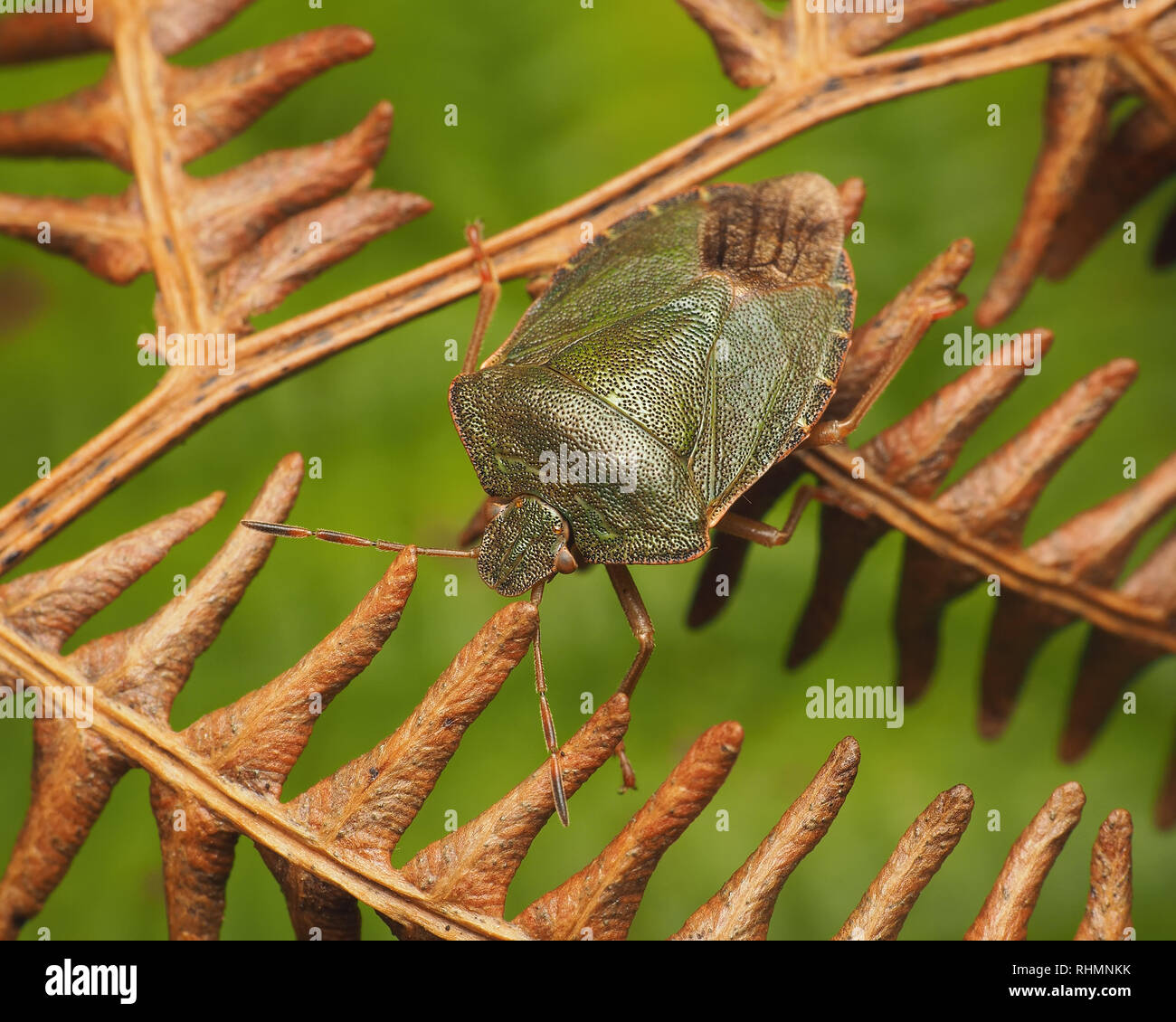 Common Green Shieldbug (Palomena prasina) still with some winter colour crawling on fern in winter. Tipperary, Ireland Stock Photo