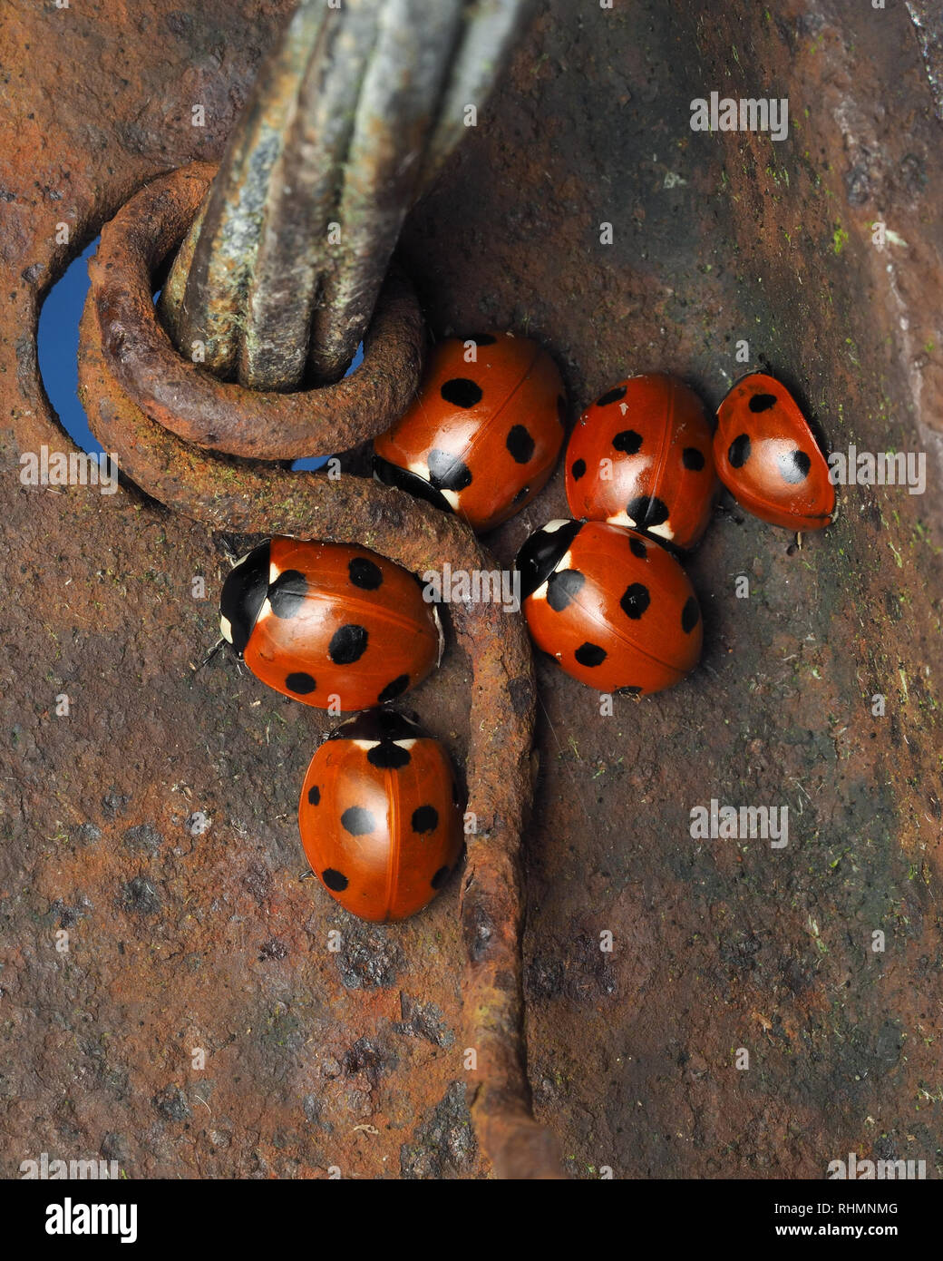 Group of 7-spot Ladybirds (Coccinella septempunctata) huddled together on steel fencepost in winter. Tipperary, Ireland Stock Photo