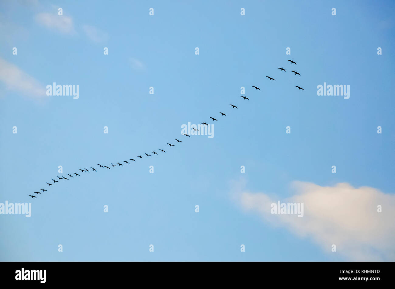 Bird migration. A flock of birds fly in an arrow formation on a blue sky background. Photographed in the Galilee,  Israel in January Stock Photo
