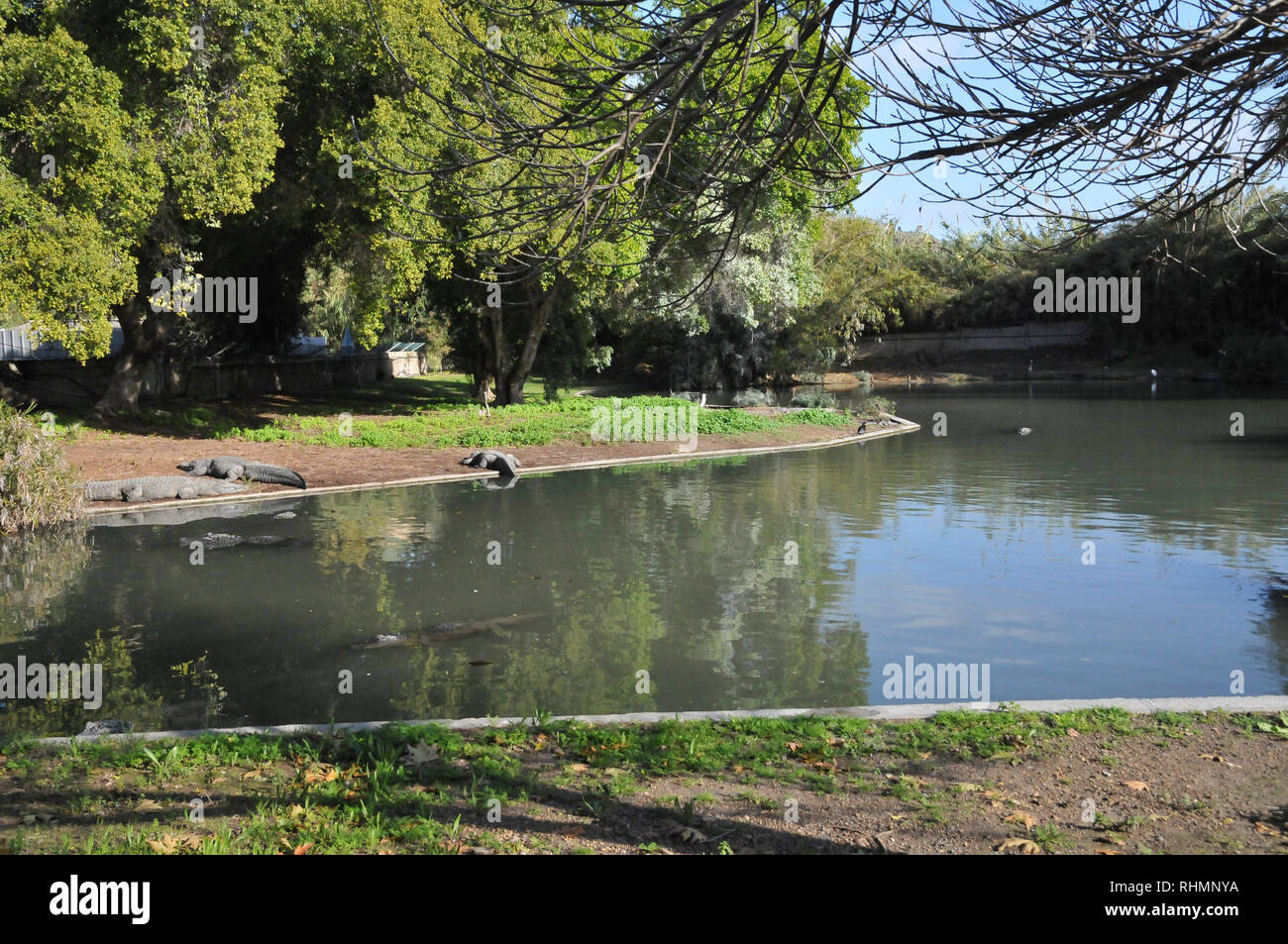 Crocodile breading farm at Hamat Gader, Golan Heights, Israel, Hamat Gader has 4 springs of mineral water. other attractions are an archaeological sit Stock Photo