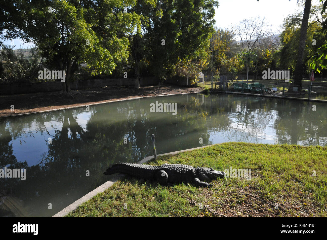 Crocodile breading farm at Hamat Gader, Golan Heights, Israel, Hamat Gader has 4 springs of mineral water. other attractions are an archaeological sit Stock Photo