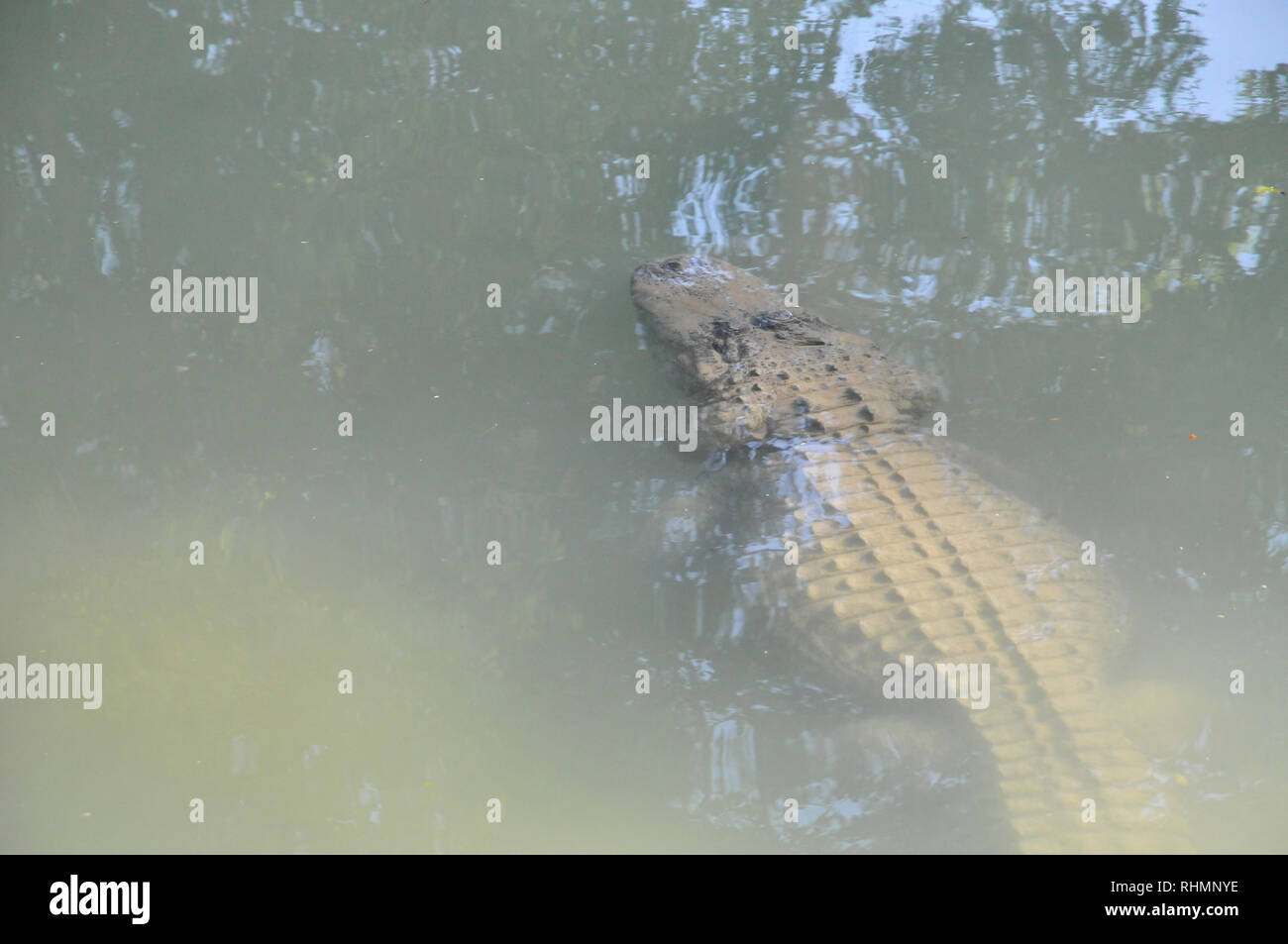 Crocodile breading farm at Hamat Gader, Golan Heights, Israel, Hamat Gader has 4 springs of mineral water. other attractions are an archaeological sit Stock Photo