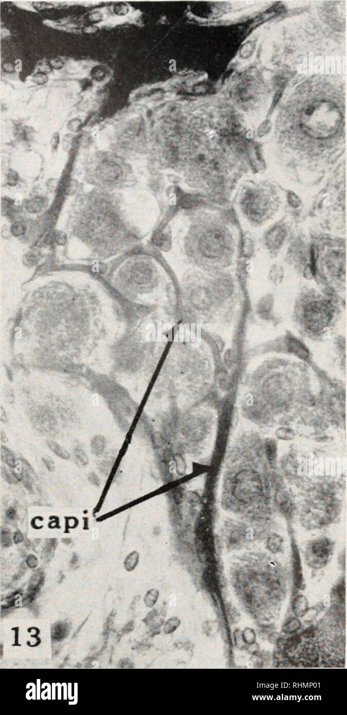 . The Biological bulletin. Biology; Zoology; Biology; Marine Biology. 12 FIGURE 12. Capillaries closely surrounding individual giant neurosecretory cells within the thoracic ganglion of Eriocheir. Female, 25 mm. carapace length. Capi, capillary. Zenker- formol, paraffin, 8/*, Masson's trichrome stain. Photomicrograph, X 410. FIGURE 13. Capillaries enclosing groups of two or three small cells in the thoracic ganglion of the same specimen as shown in Figure 12. Capi, capillary. Photomicrograph, X 410. DISCUSSION The histological examination of the thoracic ganglion of Eriocheir japonicus showed  Stock Photo