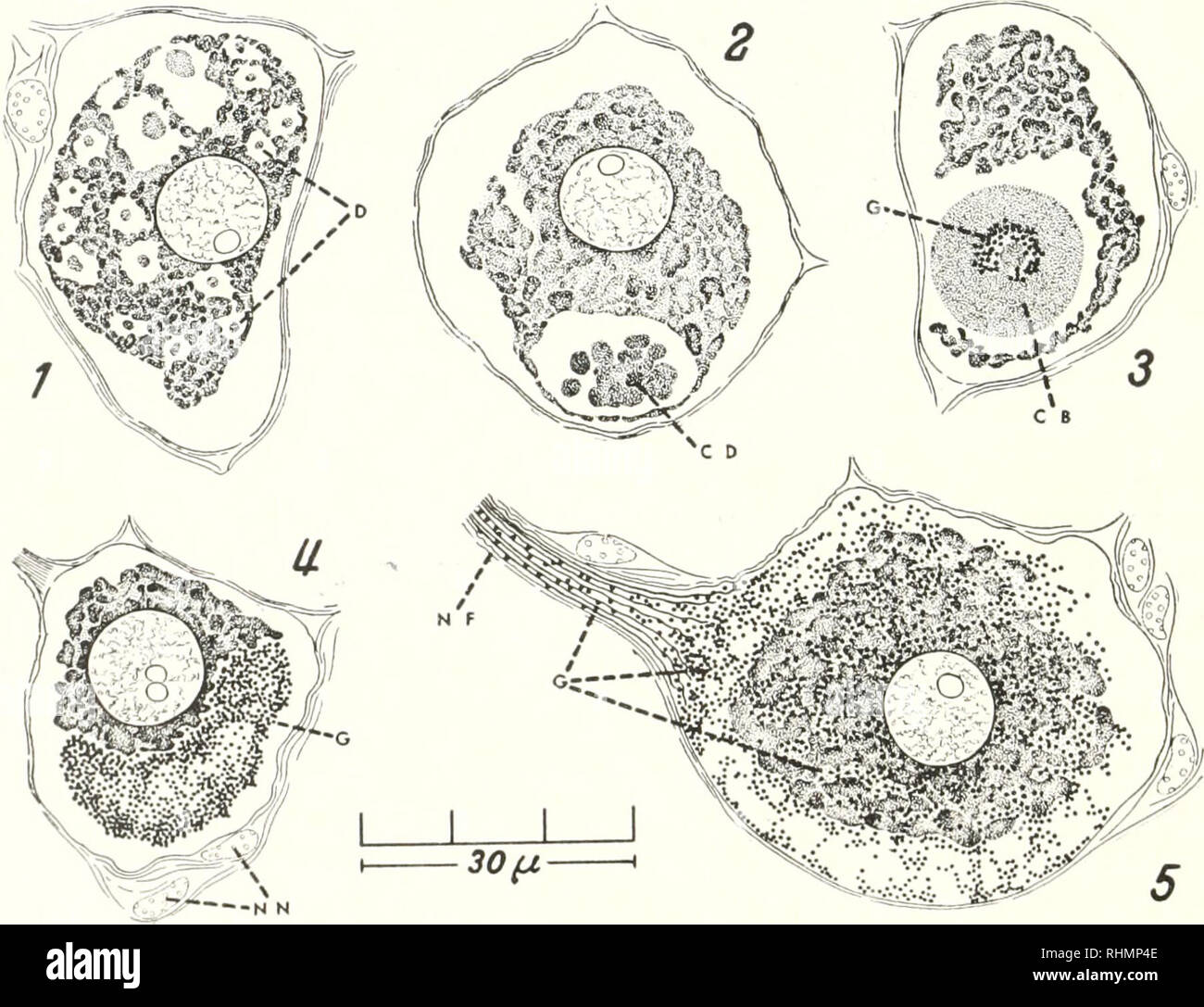. The Biological bulletin. Biology; Zoology; Biology; Marine Biology. FIGURE 9. /3 neurosecretory cells from the brain and the commissural ganglion (cf. Fig. 1, B and C). Susa, Mallory. D, droplets appearing within cytoplasm; CD, droplets coalesced to form homogeneous mass; CB, central body formed. Scale is applicable to 1, 3, and 4. 2 is a further magnification of portion of cytoplasm in 1.. 1 i'.i'KK 10. (jiant ft neurosecretory cells from the medulla terminalis (cf. Fig. 1, A). Susa, Alallory. NF, nerve-fiber innervating the sinus gland; NN, nuclei of the neurilemma; G, M rretory granules ; Stock Photo