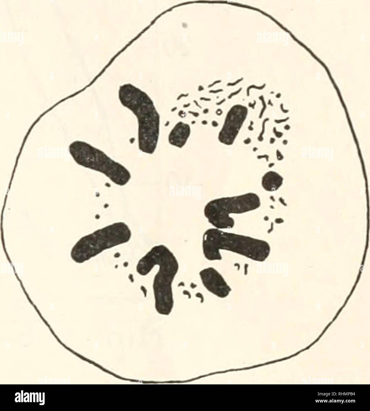 . The Biological bulletin. Biology; Zoology; Biology; Marine Biology. FIGURES 4 and 5. Camera lucida drawings of living spermatocytes of Chorthophaga. Polar view of primary and secondary metaphases. movements of the chromosomes and the behavior of the spindle are much like those described for the first division. The chromosome curve is distinctly S-shaped. The spindle elongates a few minutes after the chromosomes have separated and in- creases in diameter in the later part of anaphase. Again there is thus a great in- crease in volume of the spindle. The rate of chromosome movement and spindle  Stock Photo
