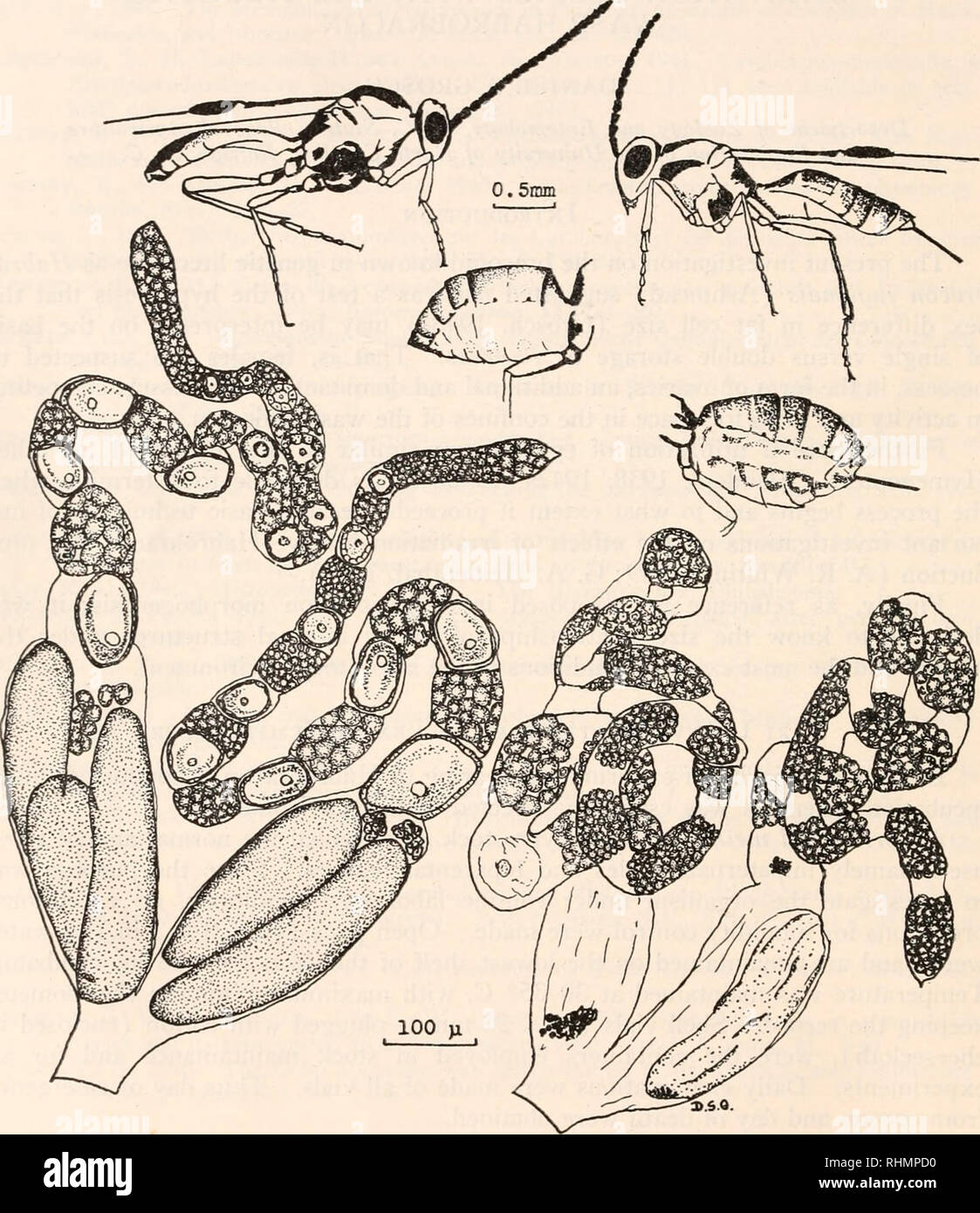 . The Biological bulletin. Biology; Zoology; Biology; Marine Biology. 66 DANIEL S. GROSCH For purposes of estimating the site of the major loss of substance during starvation, wasps were transected at the petiole and the weights of abdomens and weights of anterior regions were compared in freshly eclosed and in starved wasps.. FIGTKE 1. ^bove: Lateral views of a starved male (Left) and a starved female (Right) with abdomens or an unstarved male and female for comparison. The extreme dorsoventral flattening depicted can be seen in starved animals which are still quite active. It is interesting  Stock Photo