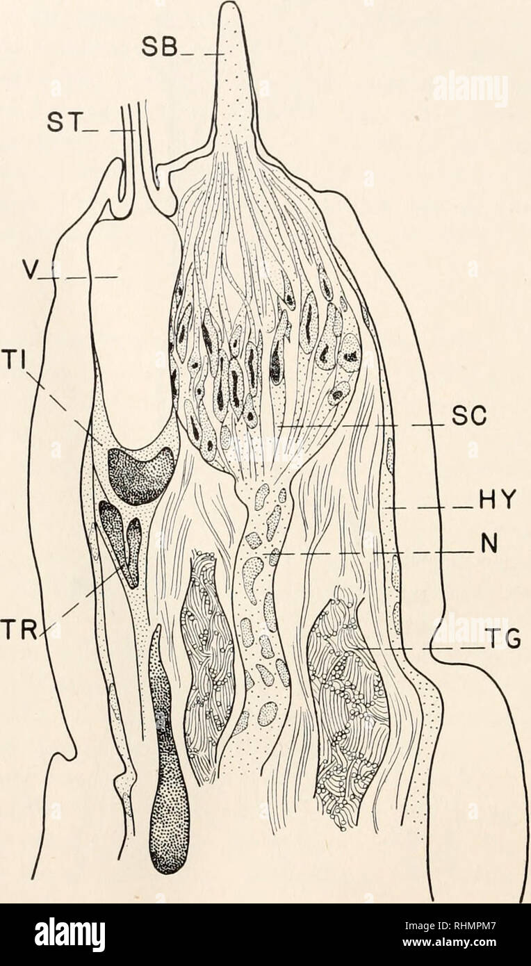 . The Biological bulletin. Biology; Zoology; Biology; Marine Biology. 408 V. G. DETHIER SB  ST   . Tl SC. HY  N FIG. 2. Longitudinal section through the second antennal segment showing the innervation of the hair and sensillum basiconicum (after Dethier, 1941). SB. sensillum basiconicum; ST, sensillum trichodea; 77, trichogen; TR, tormogen; V, vacuole; SC, primary bipolar sense cells; N, nerve; HY, hypodermis; TG, tracheolar glomerulus. (This figure is reproduced by courtesy of the Bulletin of the Museum of Comparative Zoology.) has been demonstrated repeatedly that many of these subserve a ta Stock Photo