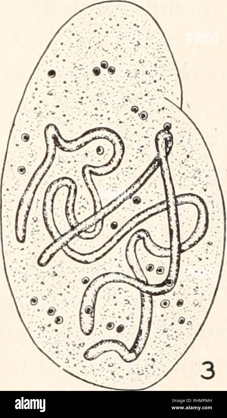 . The Biological bulletin. Biology; Zoology; Biology; Marine Biology. FIGURES 1-3. Bursaria truncatdla. Nuclear relations during encystment and excystment. From Schaudinn-Feulgen preparations. Camera lucida. FIGURE 1. Young cyst. Macronucleus somewhat closely coiled; most of the micronuclei lying alongside macronucleus. FIGURE 2. Immature cyst. All micronuclei now close to macronucleus. These relations are retained in the mature cyst. FIGURE 3. Excysted specimen, immediately after emergence. Macronucleus in form of open loops; micronuclei scattered in cytoplasm. The macronucleus, whether in cy Stock Photo