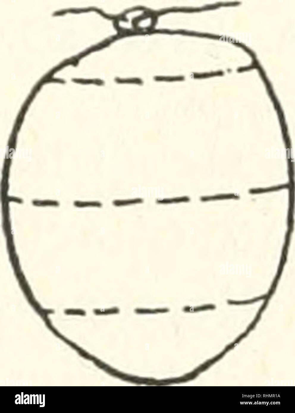. The Biological bulletin. Biology; Zoology; Biology; Marine Biology
