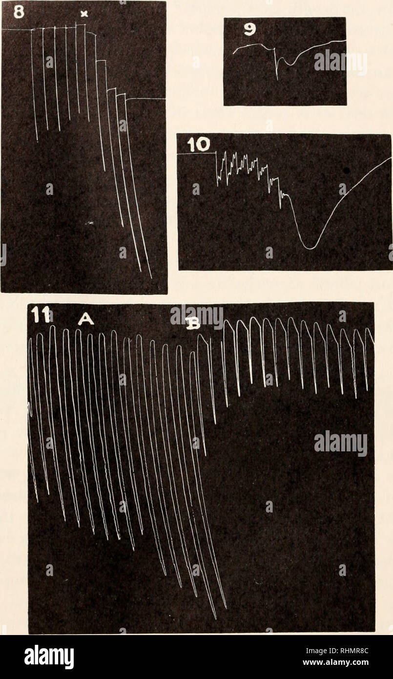 . The Biological bulletin. Biology; Zoology; Biology; Marine Biology. 310 E. FRANCES BOTSFORD. FIG. 8. Effect of physostigmine 1 gm./10,000 cc. in producing augmentation of contraction in a muscle strip with an interval of 3 minutes between bursts of stimuli. A' represents physostigmine drip begun. Duration of bursts, 0.3 second. Frequency, 40 shocks per second. FIG. 9. Response of muscle strip to a single shock followed by a change in tonus. FIG. 10. Responses of muscle strip to a series of 7 single shocks after 4 minutes in physostigmine 1 gm./100,000 cc. Following the responses there is a c Stock Photo