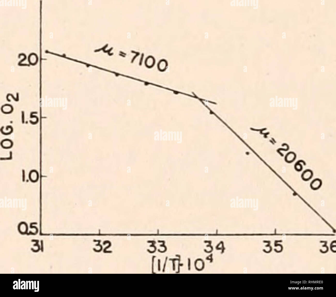 . The Biological bulletin. Biology; Zoology; Biology; Marine Biology. 1.48 0 10 20 30 40 50 °C FIGURE 1. The Qio of the oxygen consumption of a larval Eustrongylides. 32 33 34 35 36. FIGURE 2. The oxygen consumption of a larval Eustrongylides expressed according to Arrhenius' formula. interest to note that 27° C. is one of the critical temperatures where according to Crozier (1926) a break in the curves is frequently found. The n values too are well within the range of those frequently found in biological processes (Crozier, 1926a). These findings might be interpreted with Crozier (1925) on th Stock Photo