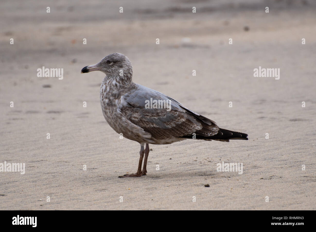A Juvenile Ring-Billed Gull stood on the sandy beach of Long Branch New Jersey Stock Photo