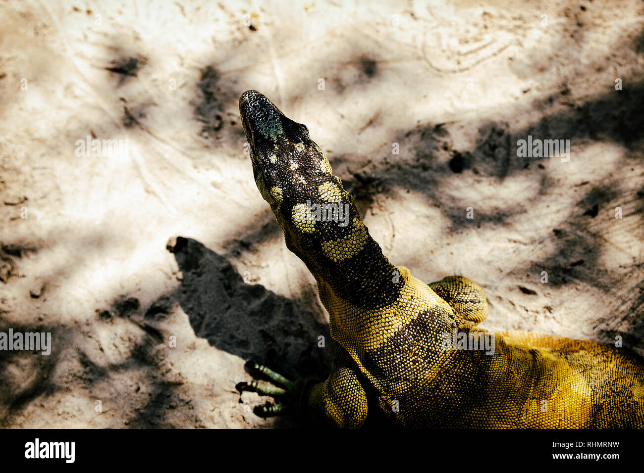 monitor lizard , australia Stock Photo Alamy