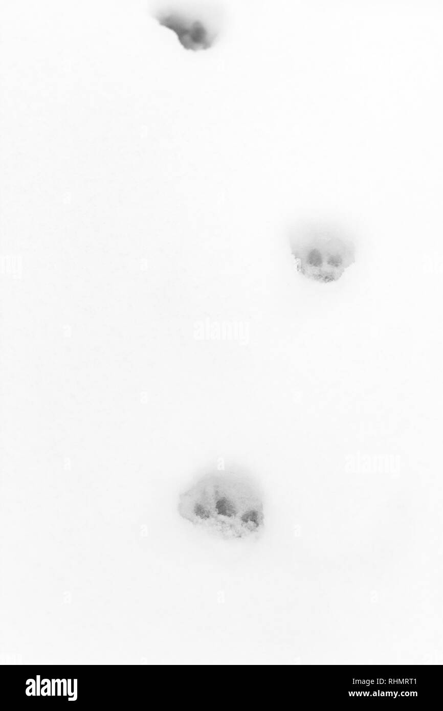 Cat tracks in snow hires stock photography and images Alamy