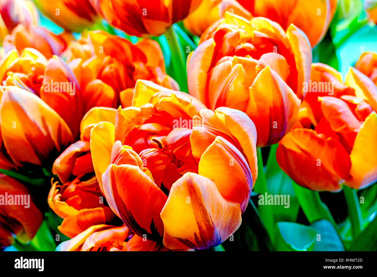 Bunch of tulips - red and yellow; Tulpenstrauß - rot und gelb Stock Photo