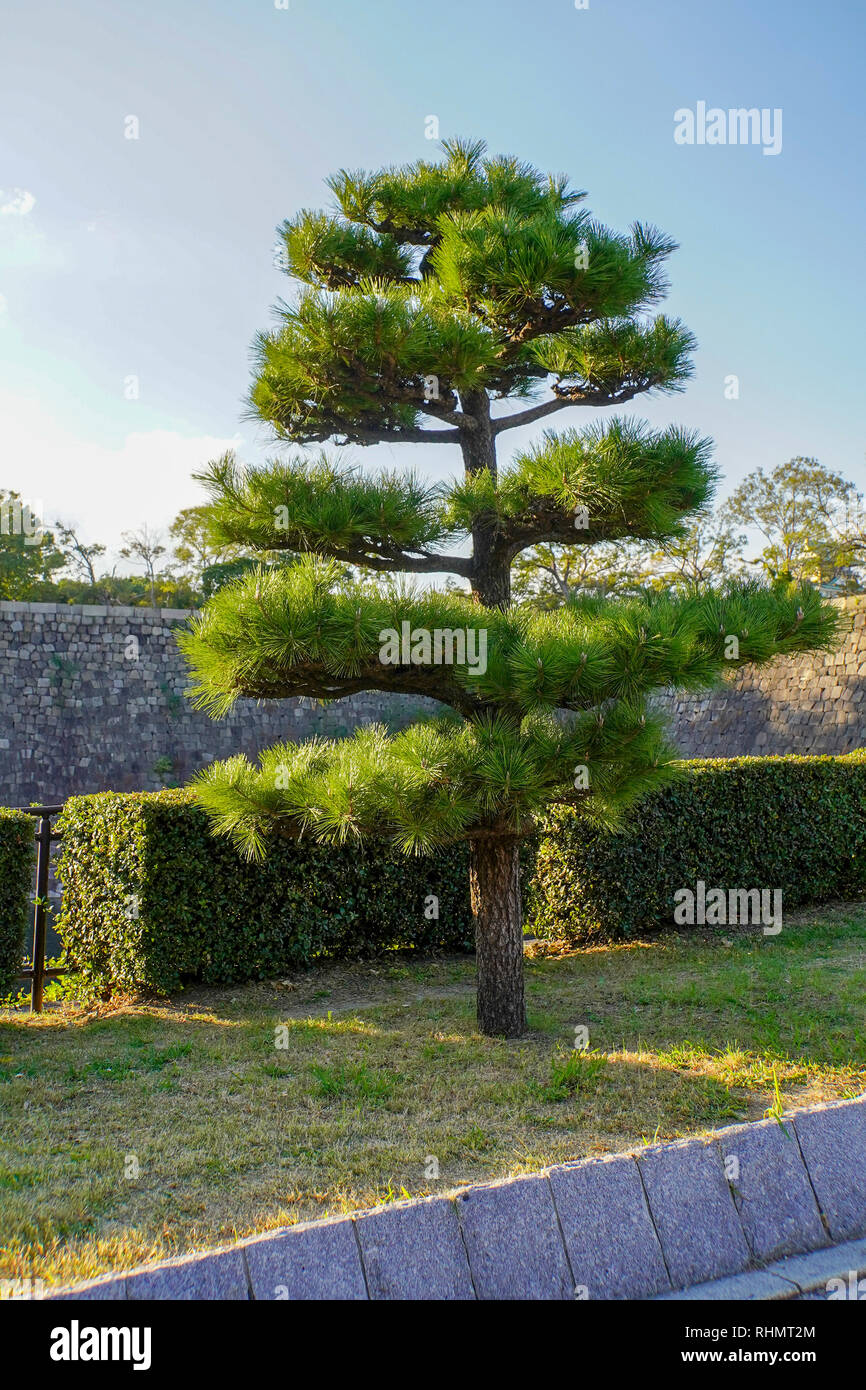 Osaka Castle, Osaka, Kansai, Japan. Pine tree in the formal garden Stock Photo