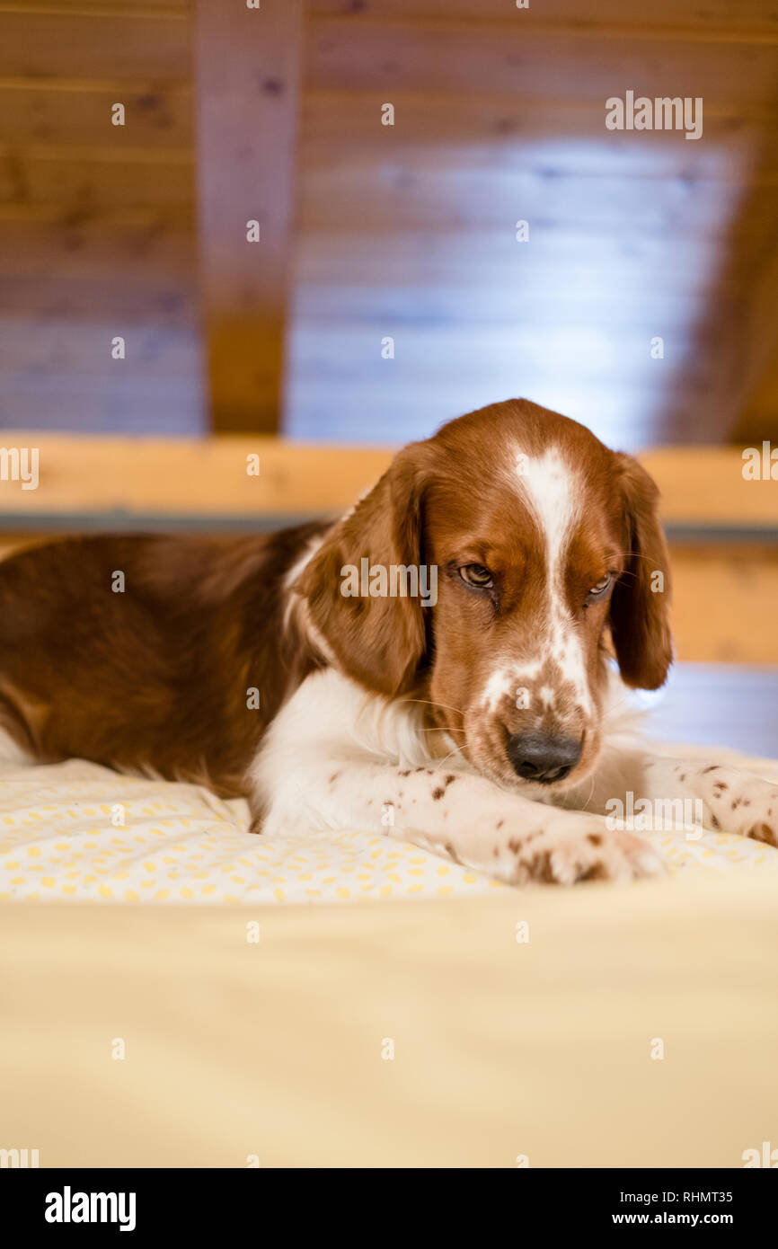 Portrait of cute young Welsh Springer Spaniel dog resting on a bed under wood paneled roof Stock Photo