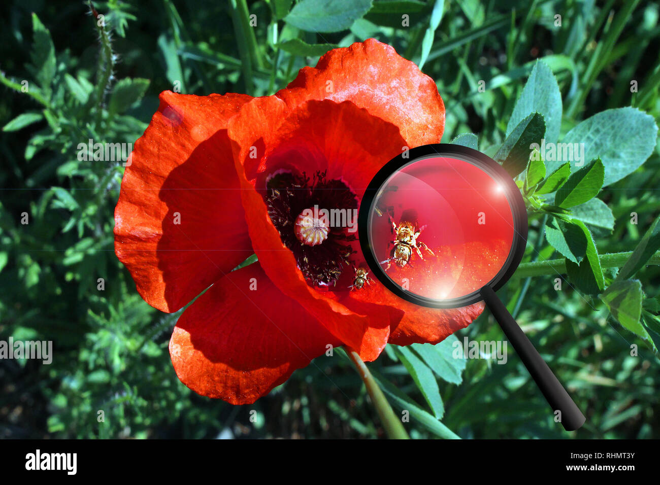 Golden fly sitting on a red poppy seed flower and zoomed in by a magnifying glass Stock Photo