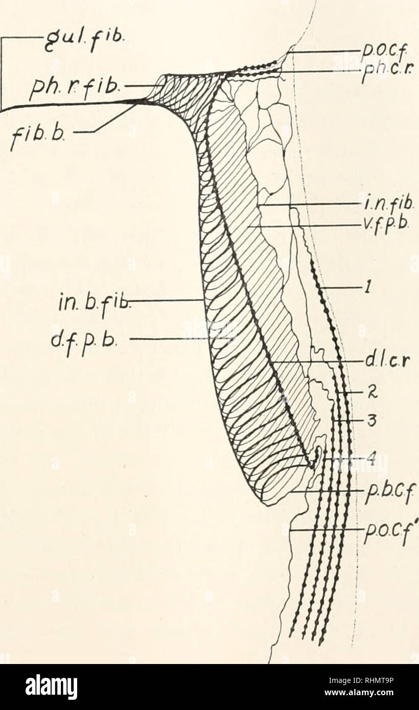 . The Biological bulletin. Biology; Zoology; Biology; Marine Biology. CILIATES FROM FRESH WATER MUSSELS 85 ends and are also connected by short, irregularly arranged cross fibers (Fig. 7, c. fib.}. Near the right border of the organism the joined su- ture fibers form a connecting fiber that curves up over the edge of the body just posterior to the projection above the cytostome. This is the pre-oral connecting fiber (Figs. 7 and 8, pre-oral conn, fib.; Fig. 9, p. o.. FIG. 9. Diagrammatic representation of the fibrillar system of the peristomal region of Conchophthirius magna sp. nov. d. f. p.  Stock Photo