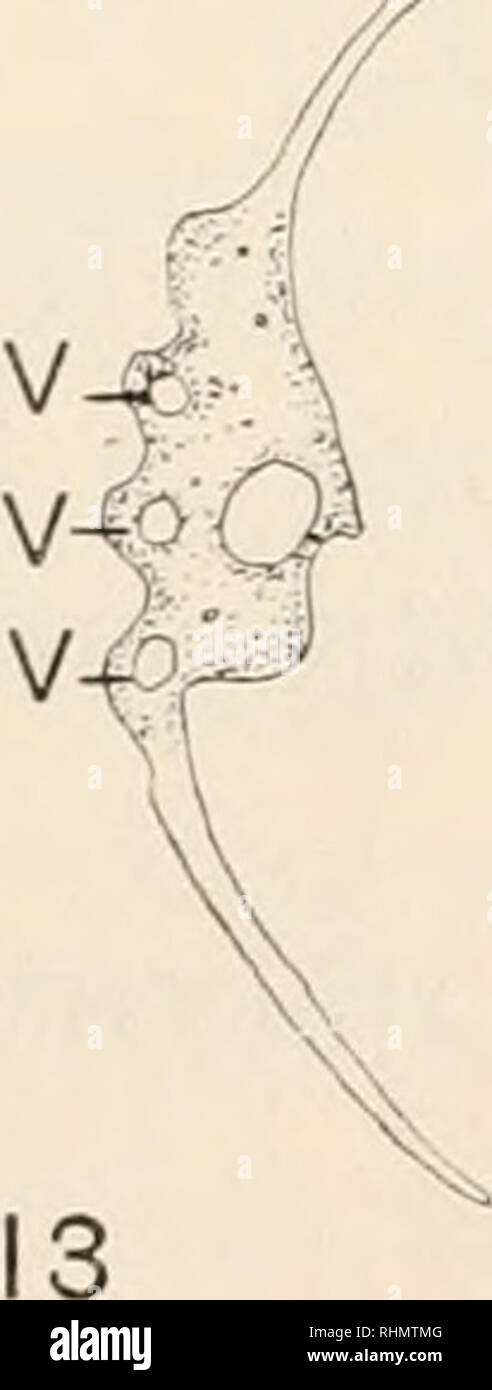 . The Biological bulletin. Biology; Zoology; Biology; Marine Biology. 1-2:00 7- 2:15 8 10-2:18 I! 12-2:24. 14-2:31 15. Please note that these images are extracted from scanned page images that may have been digitally enhanced for readability - coloration and appearance of these illustrations may not perfectly resemble the original work.. Marine Biological Laboratory (Woods Hole, Mass. ); Marine Biological Laboratory (Woods Hole, Mass. ). Annual report 1907/08-1952; Lillie, Frank Rattray, 1870-1947; Moore, Carl Richard, 1892-; Redfield, Alfred Clarence, 1890-1983. Woods Hole, Mass. : Marine Bio Stock Photo