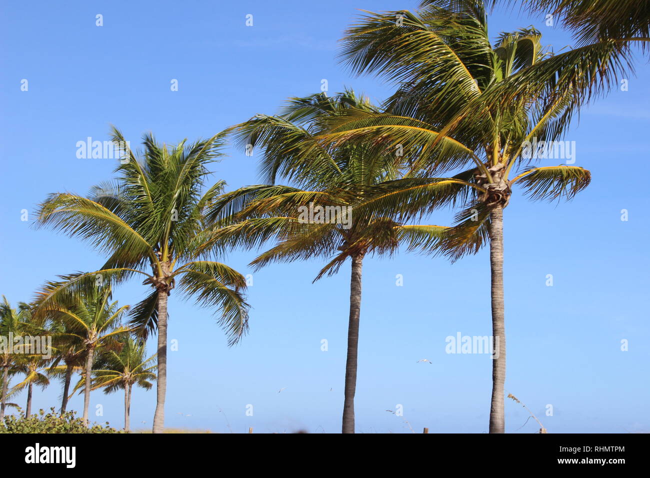 All beach themed in Florida's Fort Lauderdale beach. Stock Photo