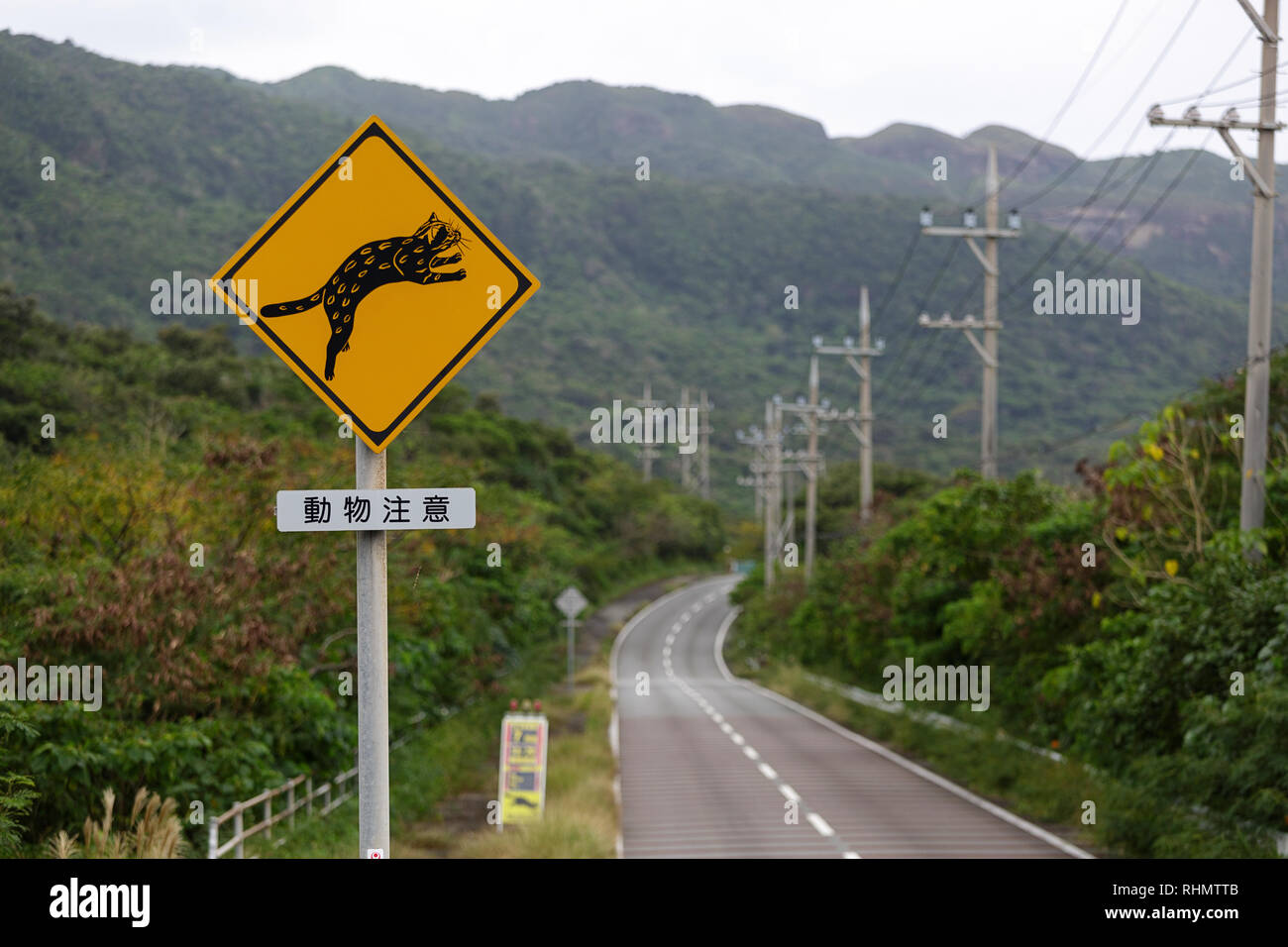 Iriomote cat hi-res stock photography and images - Alamy Iriomote cat hi-res stock photography and images - Alamy
