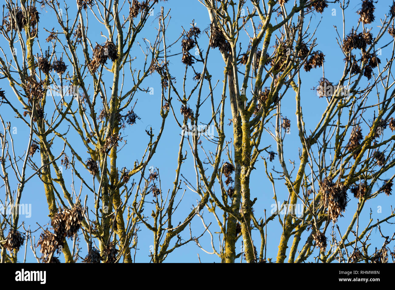 An ash tree in winter Stock Photo Alamy