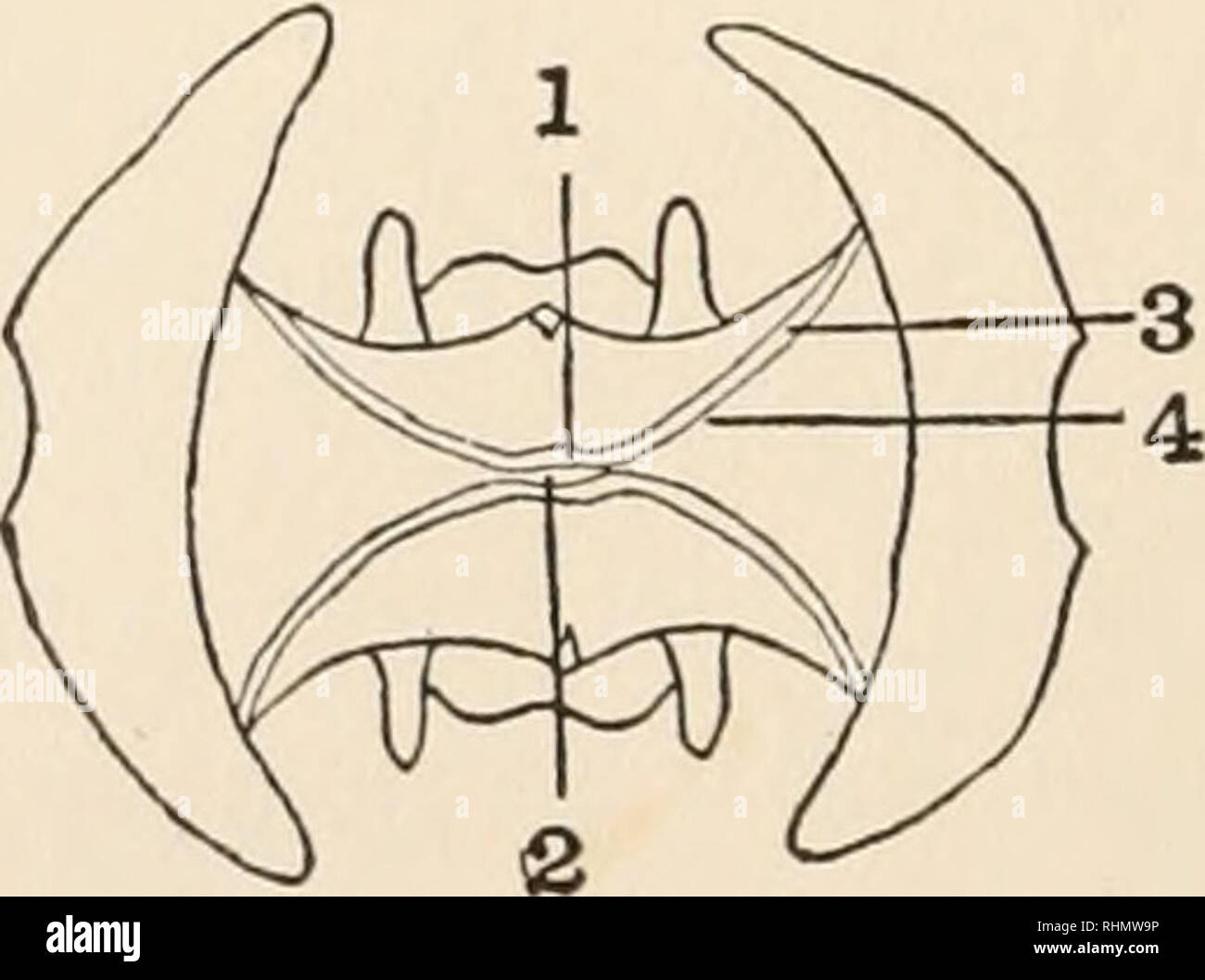 . The Biological bulletin. Biology; Zoology; Biology; Marine Biology. 8