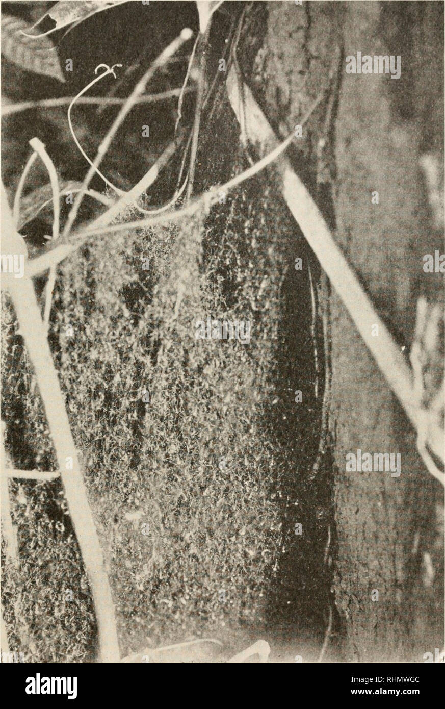 . The Biological bulletin. Biology; Zoology; Biology; Marine Biology. THE FINDING OF THE QUEEN OF Till-: ARMY ANT. 143. FIG. 3. Part of the suspended bivouacking colony of Eciton hamalum Fabr. on Barro Colorado Island. The interlacing legs and antennae of the thousands of ants are distinctly shown. The white spots are the heads of the soldiers scattered among the swarm. About j natural size. Photograph by Dr. David Fairchild.. Please note that these images are extracted from scanned page images that may have been digitally enhanced for readability - coloration and appearance of these illustrat Stock Photo