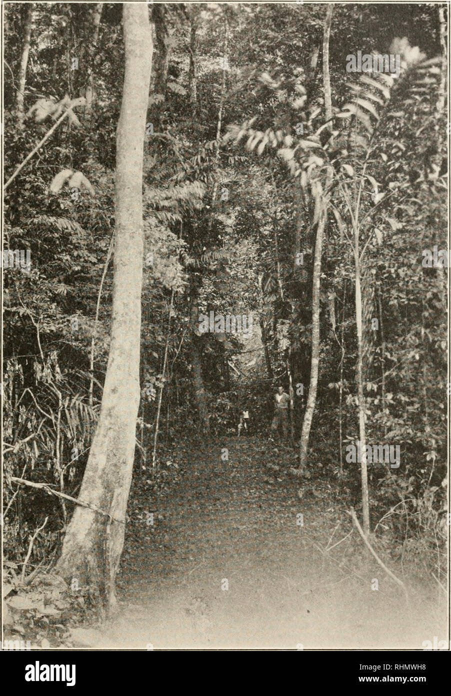 . The Biological bulletin. Biology; Zoology; Biology; Marine Biology. THE FINDING OF THE QUEEN OF THE ARMY ANT. 14!. FIG. i. Entrance to the central trail through the jungle on Barro Colorado. The Ecitons were foraging along this trail. Their suspended swarm (shown in Fig. 2) was situated in the jungle a few hundred feet to the left. Photograph by Dr. David Fairchild.. Please note that these images are extracted from scanned page images that may have been digitally enhanced for readability - coloration and appearance of these illustrations may not perfectly resemble the original work.. Marine  Stock Photo
