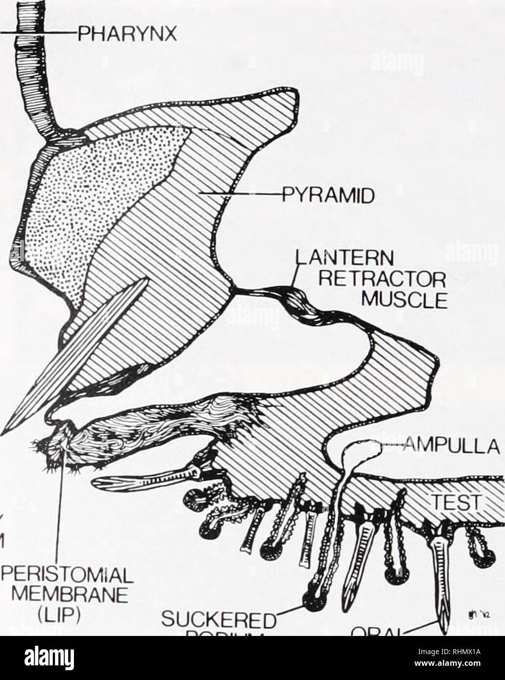 . The Biological bulletin. Biology; Zoology; Biology; Marine Biology