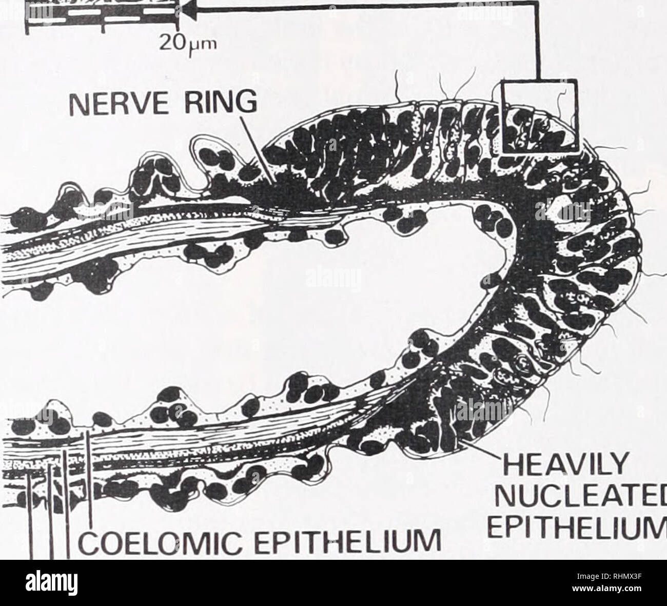 . The Biological bulletin. Biology; Zoology; Biology; Marine Biology
