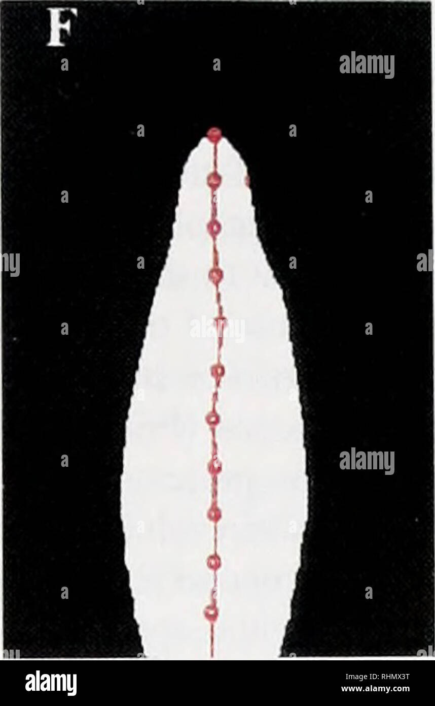 . The Biological bulletin. Biology; Zoology; Biology; Marine Biology