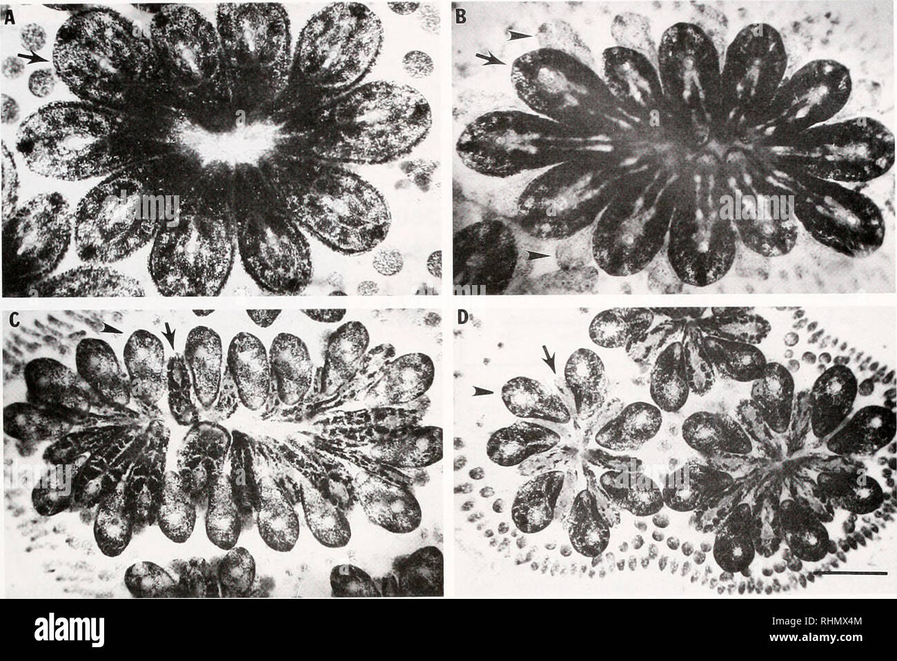 . The Biological bulletin. Biology; Zoology; Biology; Marine Biology