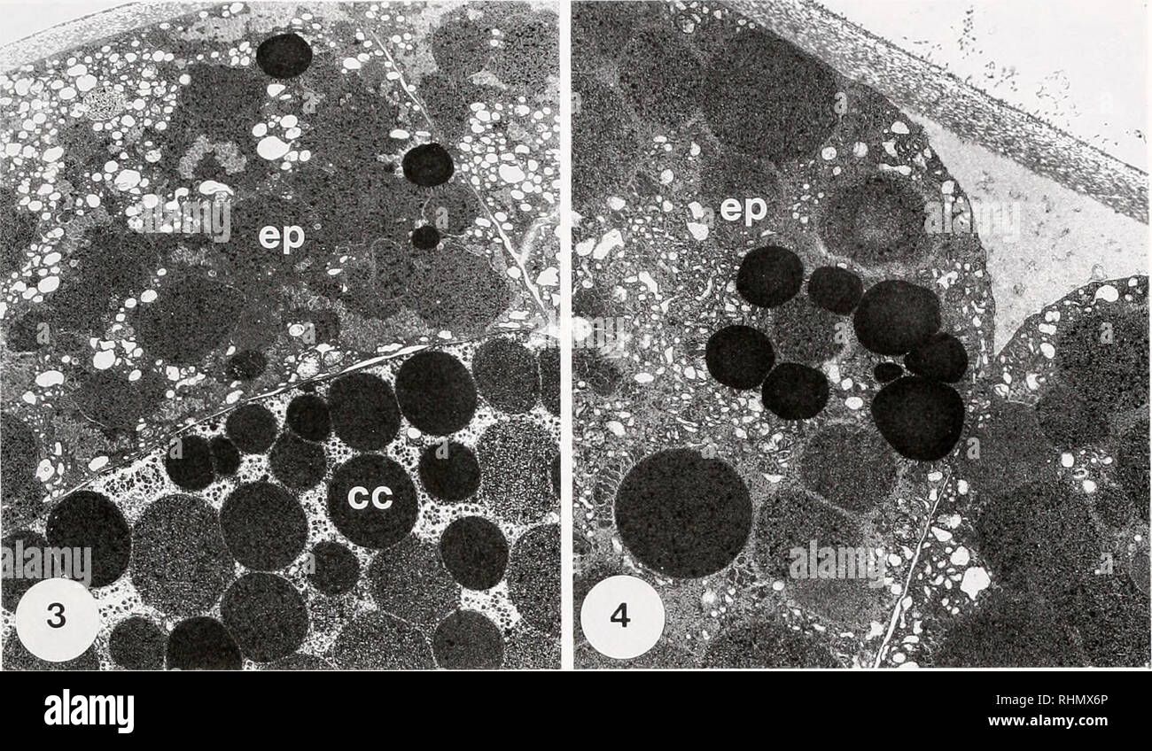 . The Biological bulletin. Biology; Zoology; Biology; Marine Biology. DIRECT DEVELOPMENT IN MOUiL'L.l 19. Kifjures 3 and 4. Transmission electron micrographs of sectioned Molgula rclorlitorniix gastrulae showing the outer epidermal cells (ep) containing less yolk and glycogen than the large, centrally located cells (cc). X 3300 in Fig. 3; X 4900 in Fig. 4. were accompanied by changes in the overall shape of the egg. The early cleavage patterns exhibited by M. relortifor- mis embryos appeared similar to those exhibited by other ascidian embryos. The first cleavage plane bissected the narrow bel Stock Photo