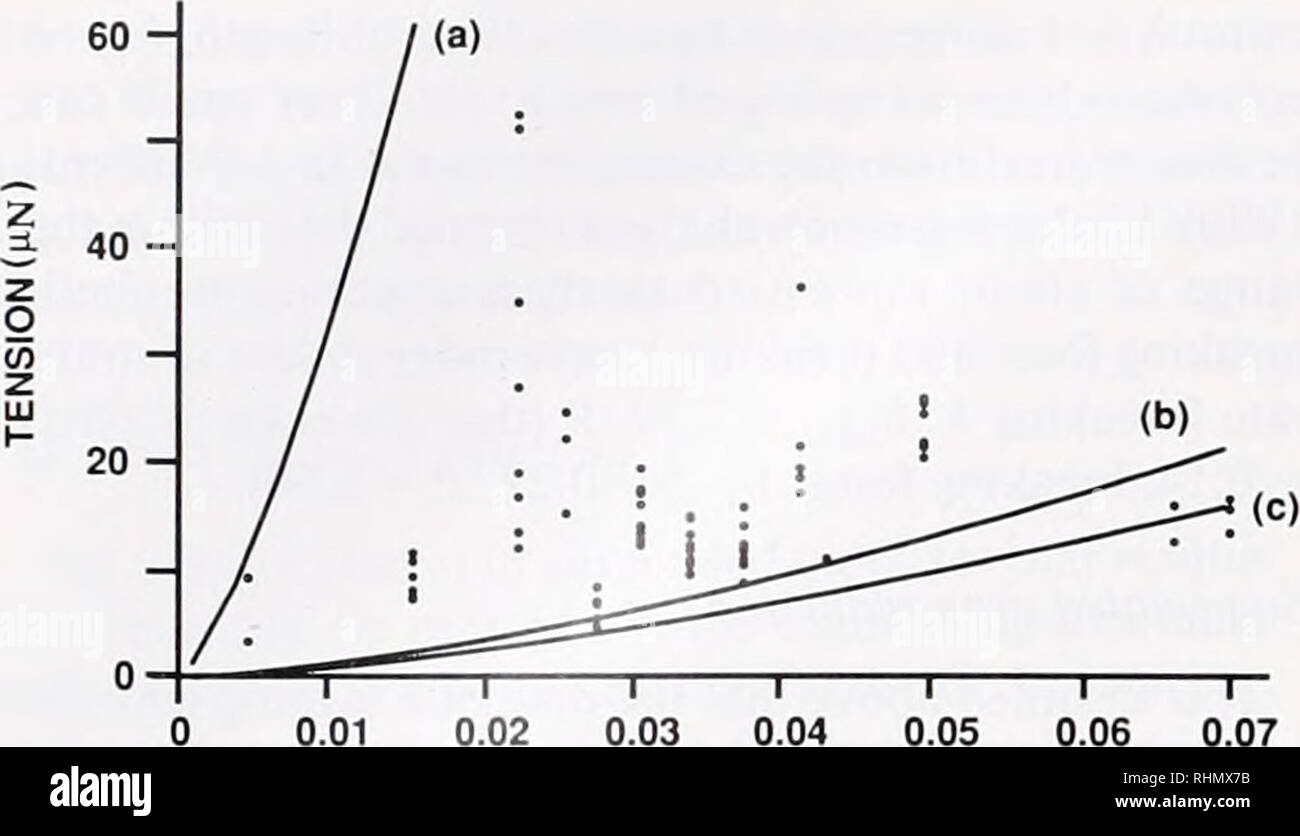 The Biological bulletin. Biology; Zoology; Biology; Marine Biology. 14 A.  S. JOHNSON 60 -. 0.01 0.02 0.03 0.04 0.05 0.06 0.07 VELOCITY (rns'1 )  Figure 3. Tension (&gt;iN) of suspended tentacles