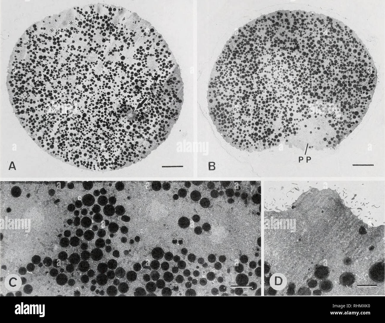 . The Biological bulletin. Biology; Zoology; Biology; Marine Biology