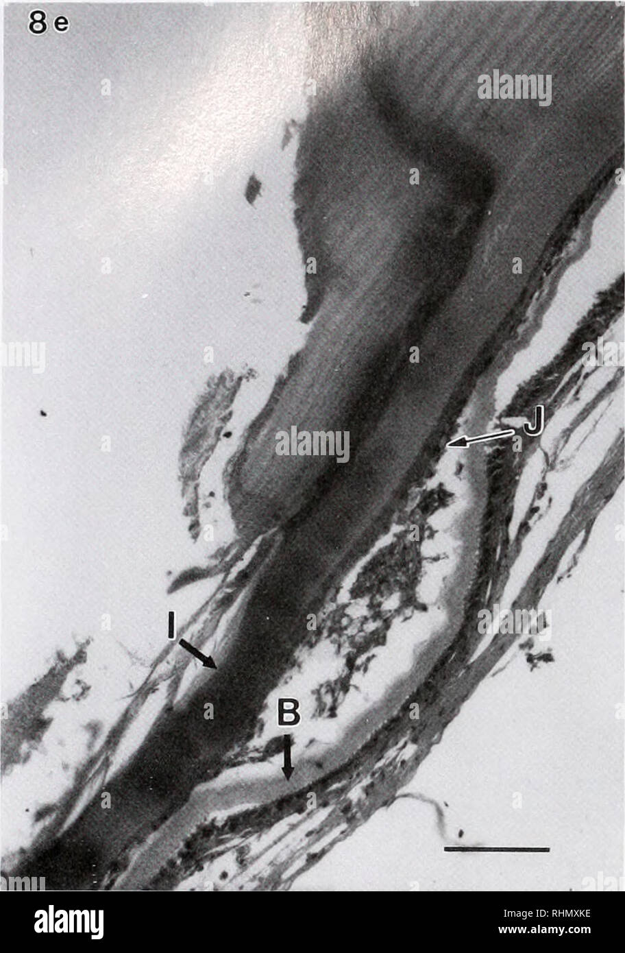 . The Biological bulletin. Biology; Zoology; Biology; Marine Biology. 106 R. M. SMOLOWITZ ET AL. 8e. Figure 8. C4/D0, Grade III. 8a-d: Erosion into the striated endocuticle with melanization (A). Proliferation of the inner thin-lamellar-endocu- ticle/membranous layer (B). 8a. Puckering of the thin-lamellar-endo- cuticle/membranous layer with accumulation of granulocytes in pockets (C). Diapedesis of inflammatory cells (D) through hypertrophic epithe- lium (E) Bar represents 100 ^m. 8b. Focal large accumulation of inflam- matory cells (F) between the outer thin-lamellar-endocuticle and the inne Stock Photo