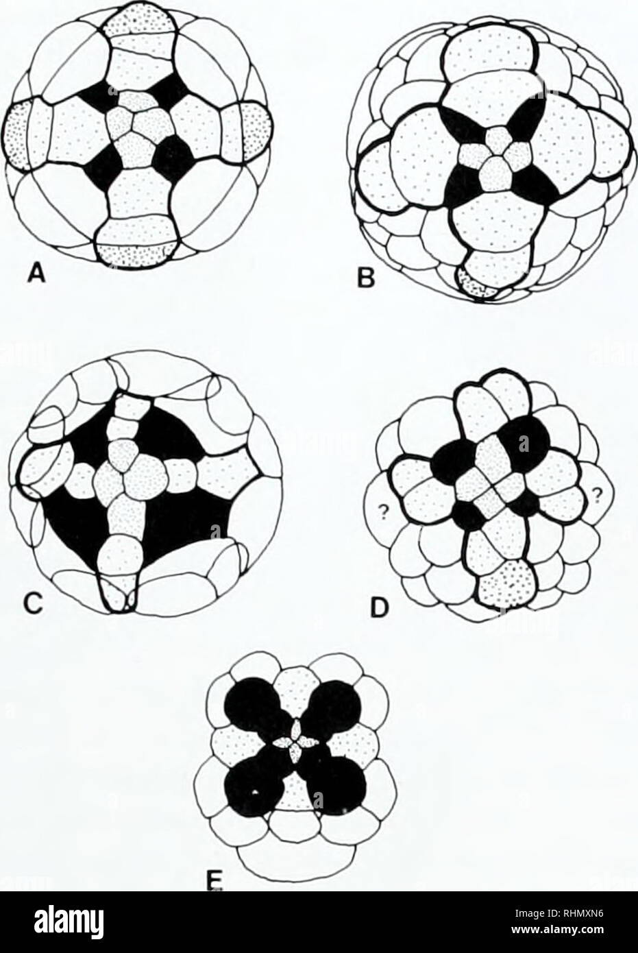 . The Biological bulletin. Biology; Zoology; Biology; Marine Biology. APLACOPHORA: PROGENETIC COELOMATES 59. Figure 1. (A-D) The molluscan cross. (A) Gastropoda (Lyniiiucu siagnalis. after Verdonk and van den Biggelaar. 1983, p. 111 fig. 3b); (B) Polyplacophora (Stenoplax heathiana. after Heath, 1899. pi. 32, fig. 23); (C) Sipuncula (Golfingia vulgaris. after Gerould, 1906. p. 99, fig. D, as published in Rice, 1975, p. 99. fig. 17); (D) Aplacophora (Epimenia verrucosa. after Baba, 1951. p. 46, fig. 18). The apical rosette la'&quot;-ld'&quot; is shown in fine, close stippling; arms of the cross Stock Photo