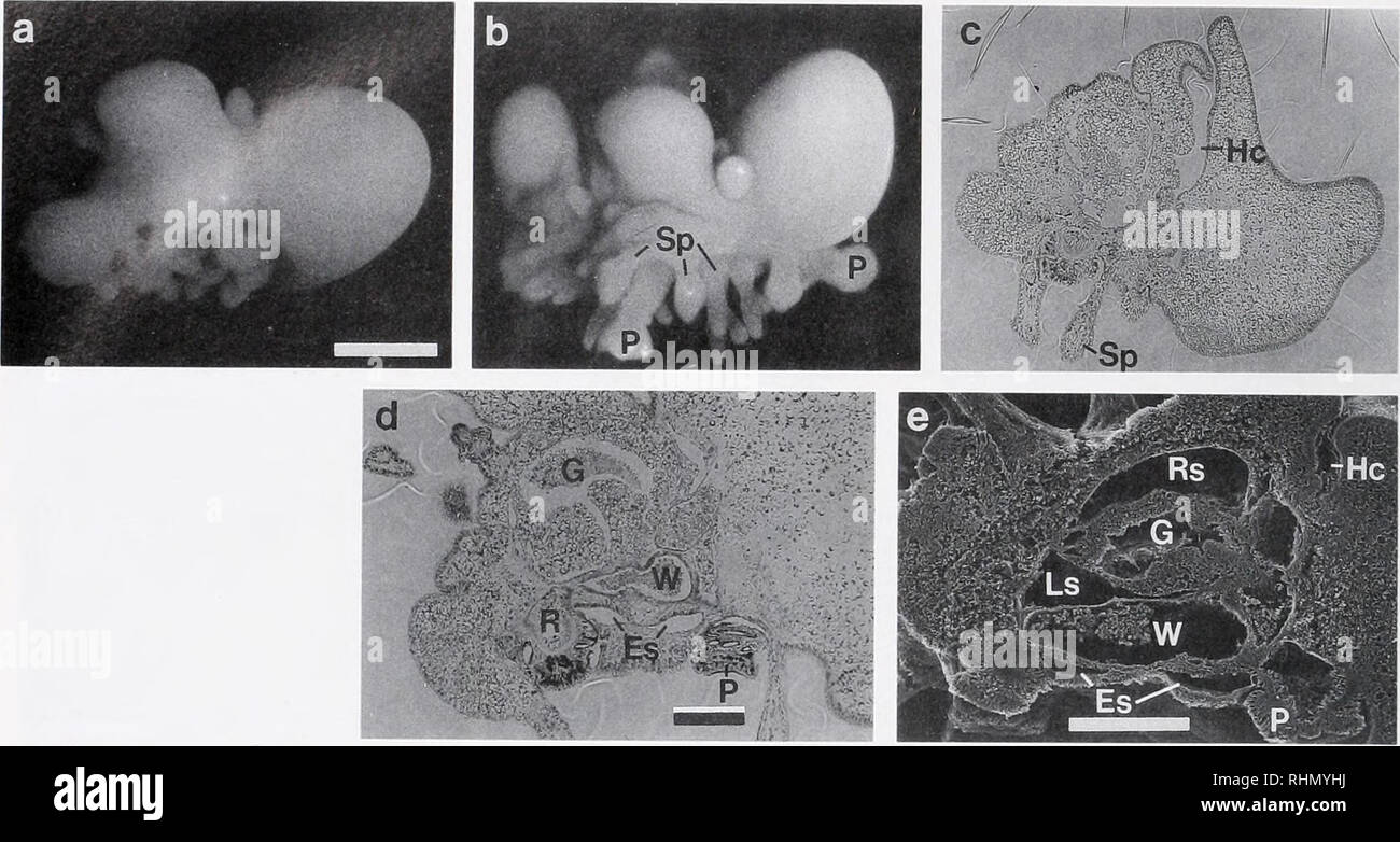 . The Biological bulletin. Biology; Zoology; Biology; Marine Biology. 24 S. AMEMIYA AND R. B. EMLET. Figure 8. Later stages of larval development of Asthenoxoma ijimai. For all specimens, the anterior end is to the right of figure, a. Ventral side of live specimen nine days after fertilization. Scale bar, 0.5 mm. b. Ventral side of live specimen 14 days after fertilization. The larval para-arms and anterior yolky mass have been contorted toward the juvenile aboral surface. P, podia; Sp, spines. Same scale as a. c. Fourteen-day post fertilization, approximate frontal section at the level of the Stock Photo