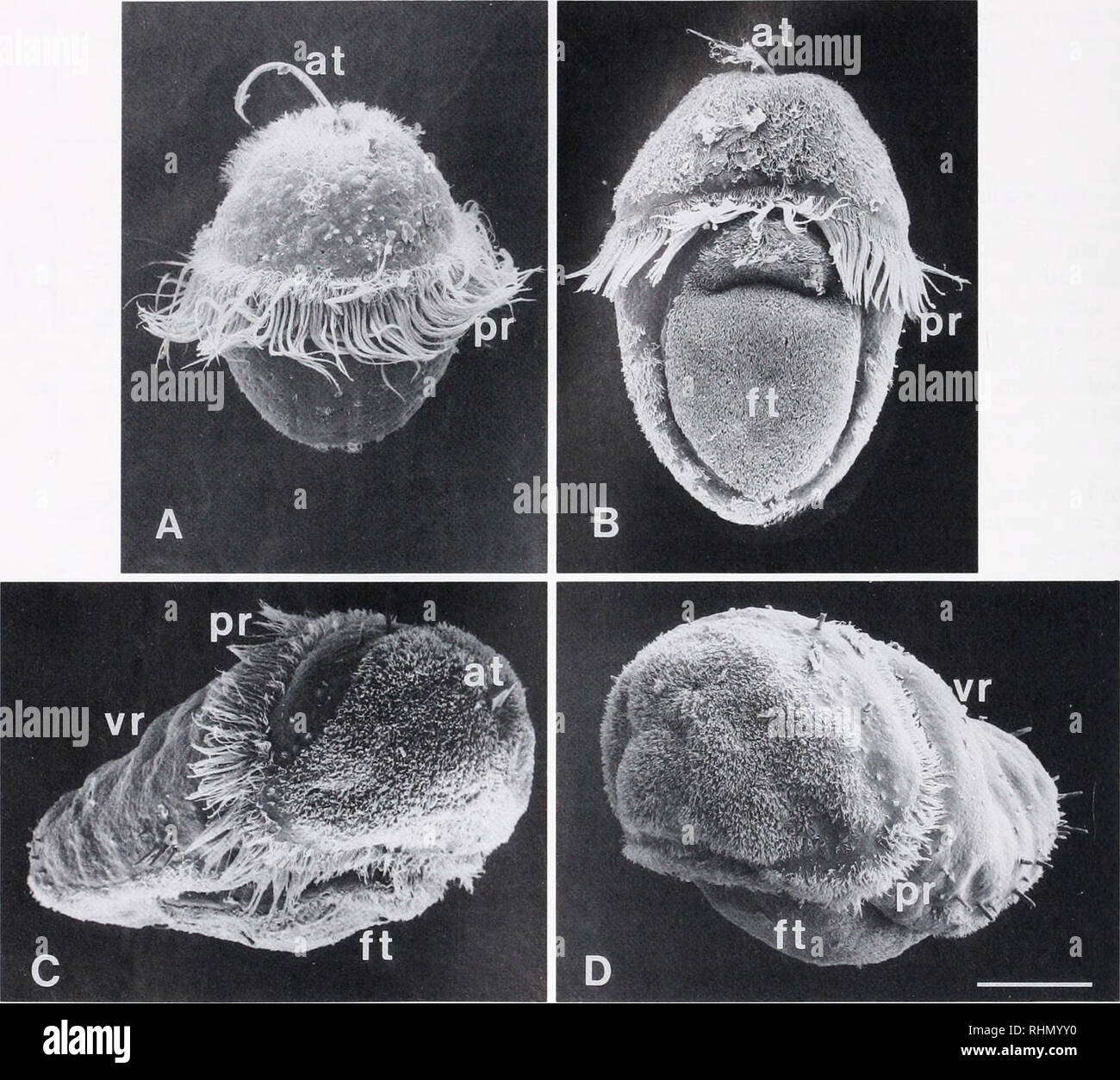 . The Biological bulletin. Biology; Zoology; Biology; Marine Biology. 294 D. J. EERNISSE. Figure 7. Larvae near stage of hatching as imaged with SEM in (a) Lepidochitona hartwegii (approx. 2 days old, fixed approximately 12 hours after synchronous hatching of a culture from one free-spawning female); (b) L cavema (approx. 7 days old); L thomasi (approx. 9 days old); and (d) L fernaldi (approx. 9 days old). Explanation of symbols: pr = prototroch; at = apical tuft; ft = foot; vr = valve rudiments. Scale bar: (a-d) = 50 ^m. in time of hatching was observed in any of the species. In several cultu Stock Photo