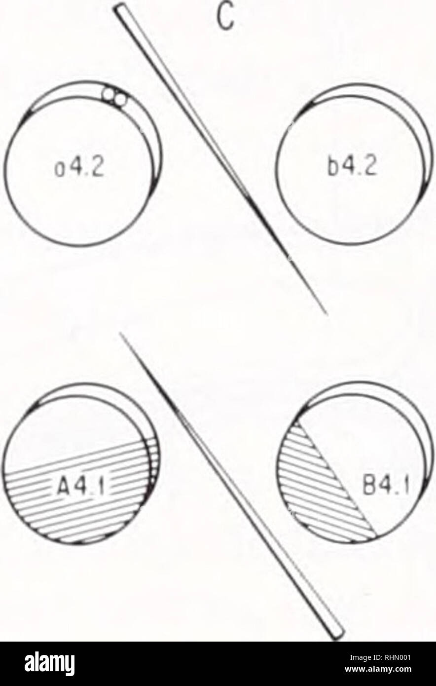 . The Biological bulletin. Biology; Zoology; Biology; Marine Biology