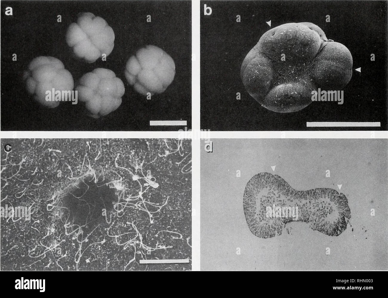 . The Biological bulletin. Biology; Zoology; Biology; Marine Biology. ECHINOTHURIOID DEVELOPMENT, REVISITED 17. Figure 1. Early embryonic stages ofAsthenosoma ijimai. a. Sixteen-cell stage embryos randomly oriented, show that all cells are approximately the same diameter after the fourth cleavage. Scale bar. 1 mm. b. SEM of a 21.5-h, lobate blastula. Arrowheads mark pits in ectoderm. Scale bar, 1 mm. c. Close-up SEM of ectodermal pit marked by right arrow in b. Scale bar, 25 nm. d. Section of a 21,5-h blastula shows yolky cytoplasm in the blastocoel and ectodermal pits (arrowheads). Same scale Stock Photo