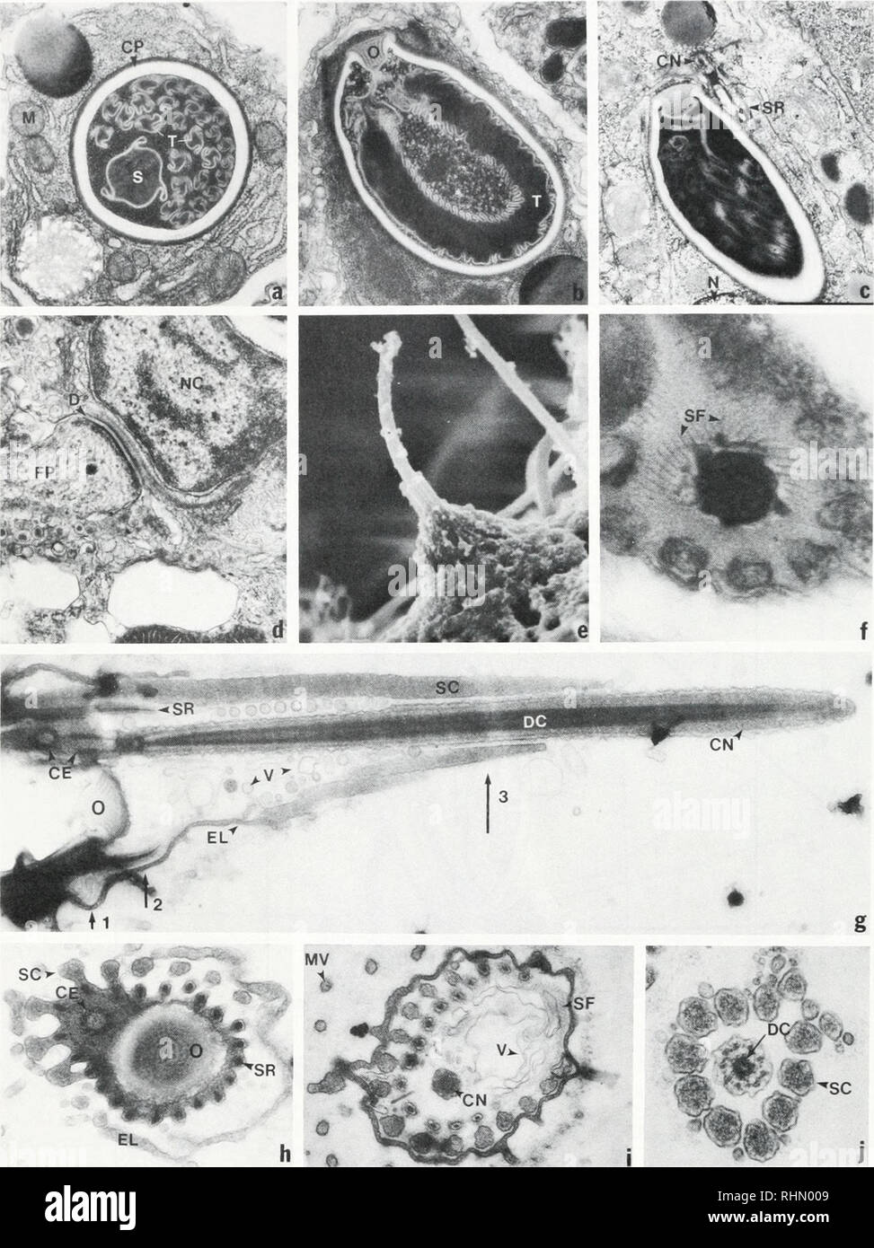 . The Biological bulletin. Biology; Zoology; Biology; Marine Biology. 408 V. M. WEIS ET AL. ':. =ft: :-, i:. FIGURE 4. Nematocyte. (A) Cross-section of an atrichous isorhiza. Note the stylet and small thread (16.620X). (B) Longitudinal section of a desmoneme. Note the single large thread (16.620X). (C) Cnidoblast in the endoderm (10.234X). (D) Desmosome between the base of a nematocyte and a foot process of an EMC (16,620X). (E) A scanning micrograph of a cnidocil on the surface of a planula (8.867X). (F) Cross-section of a cnidocil and cnidocil-associated apparatus. Note the fine filamentous  Stock Photo