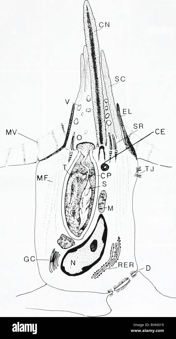 . The Biological bulletin. Biology; Zoology; Biology; Marine Biology. PLANULA ULTRASTRUCTURE 407 CN. FIGURE. 3. Longitudinal reconstruction of the nematocyte extending outer ectodermal surface to the mesoglea. CE = centriole, CP = capsule, CN == cnidocil, D = desmosome, EL = epithelial lip, GC = Golgi Complex, M = mitochrondrion, MF = microfilaments, MV == microvillus, N = nucleus. O = operculum, RER = rough endoplasmic reticulum, S = stylet, SC = stereocilla, SR = stiff rod, T = thread, TJ = tight junction, V = irregularly shaped vesicles.. Please note that these images are extracted from sc Stock Photo
