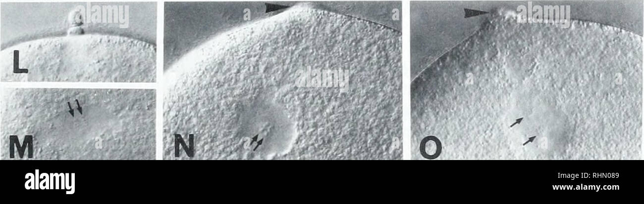 The Biological Bulletin Biology Zoology Biology Marine Biology H K I Ijiure 3 Meiotic Spindle Formation Or Polar Body Formation In An Oocyte Compressed Alter Migration Of The Gv At Min