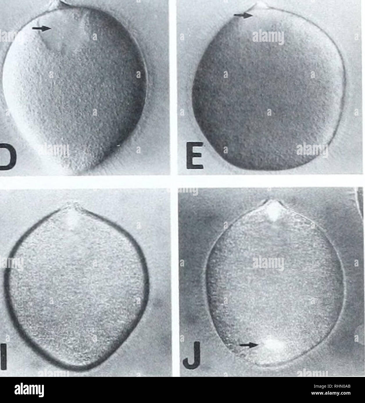 . The Biological bulletin. Biology; Zoology; Biology; Marine Biology. I. Figure 1. Maturation in intact oocytes of Holothuria leucospilota Oocstes were induced to mature hy treatment with radial nerve extracts and were observed with Nomarski (A-G) and polanzing (H-J) micro- scopes. A: A prophase-arrested oocyte with follicle cells. A cytoplasmic protrusion (top, indicated by an arrow-head) and a cytoplasmic islet (bottom, indicated by an arrow) are seen. B: 14 mm. Germinal vesicle (GV) migration. C: 17 min. D: 27 min. Breakdown ol'GV. The arrow (also in E) indicates chromosomes. E: 50 min. Met Stock Photo