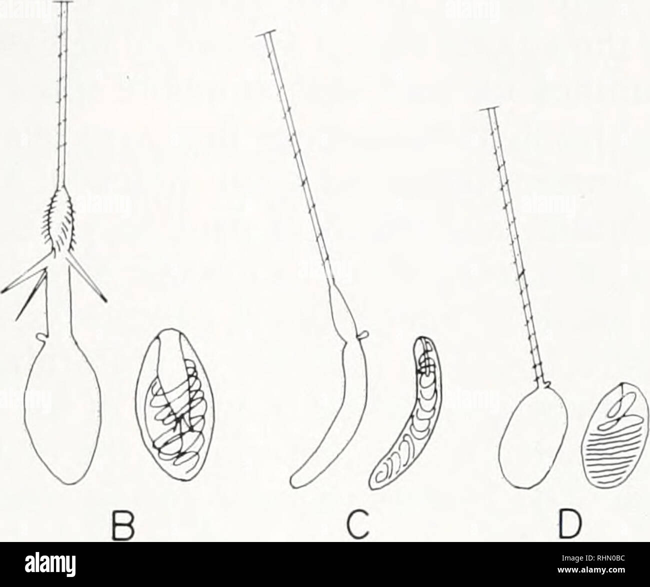Nematocyst hi-res stock photography and images - Page 3 - Alamy
