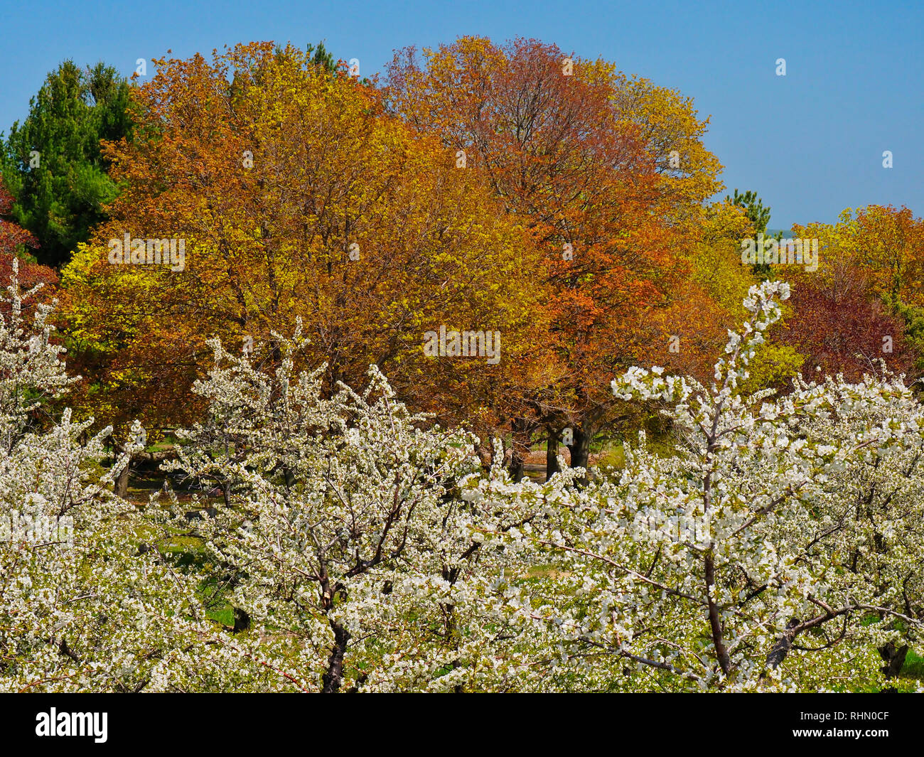 Cherry Orchard, Old Mission Peninsula, Traverse City, Michigan, USA Stock Photo Alamy